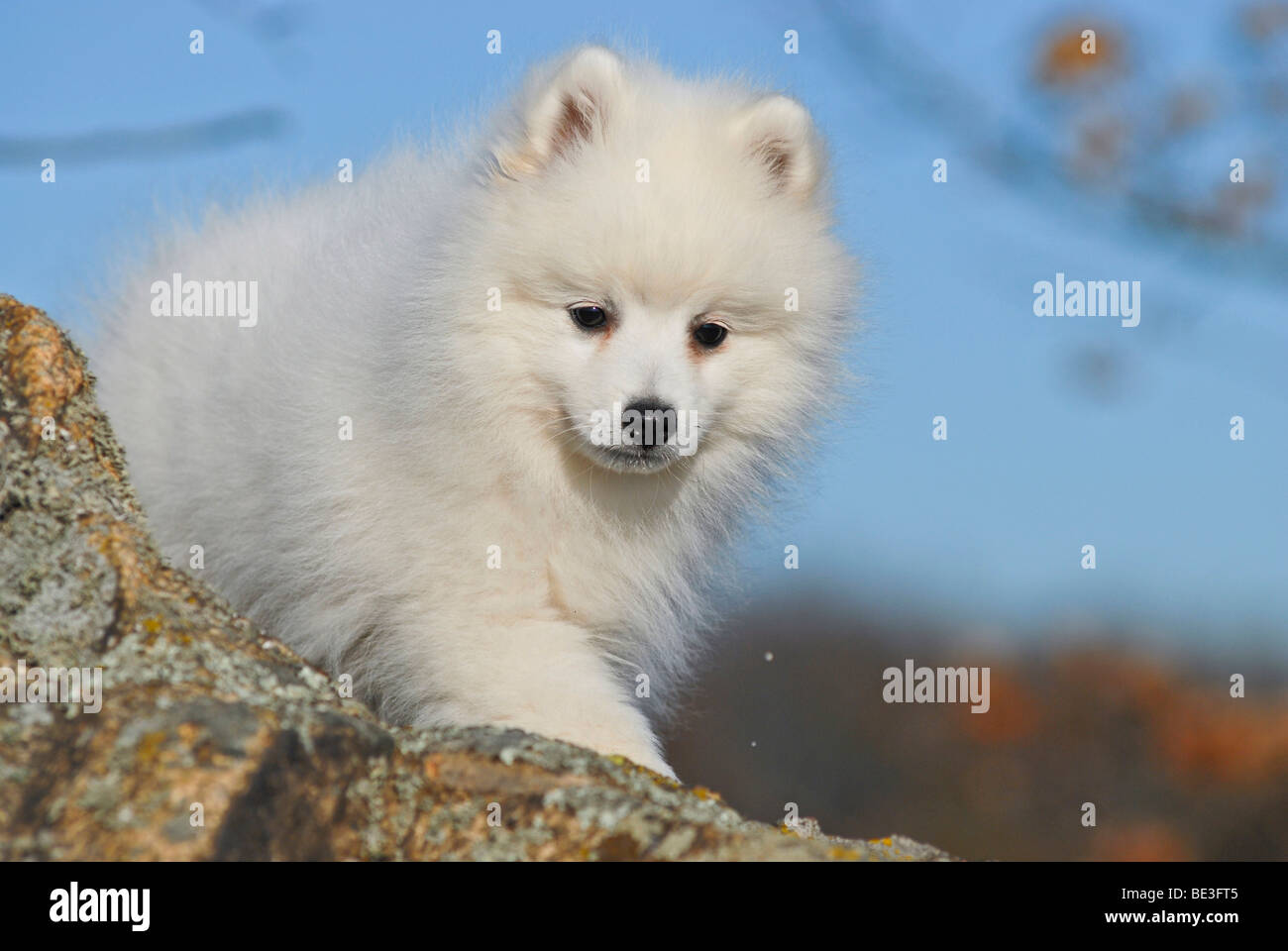 Japanese Spitz or Nihon Supittsu standing on a rock, portrait Stock Photo