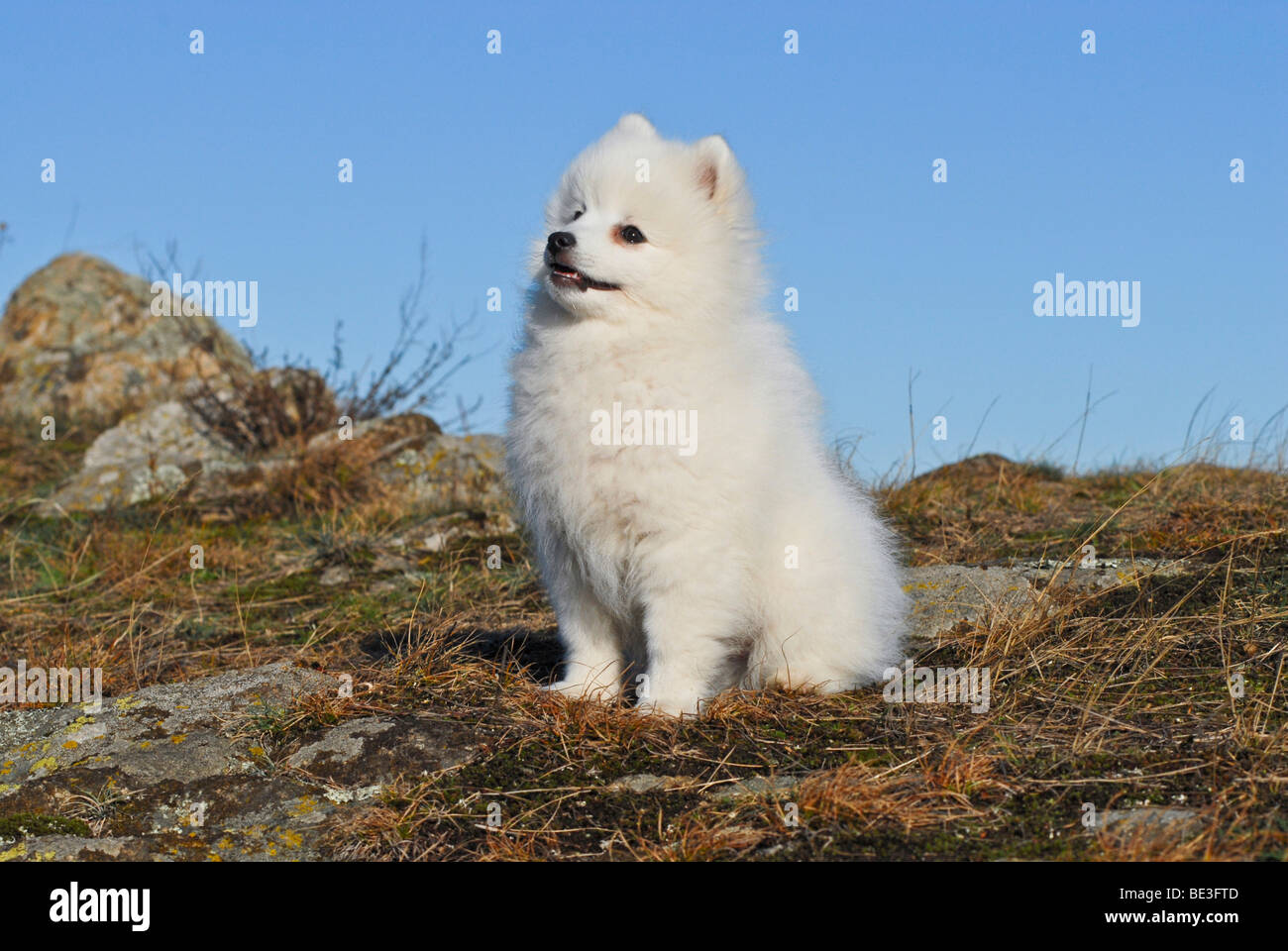 Japanese Spitz or Nihon Supittsu sitting on a rocky plateau Stock Photo