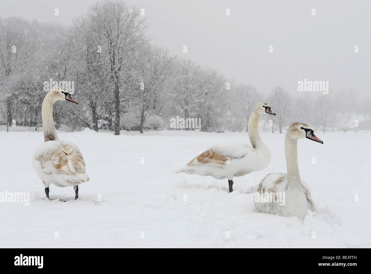 Swans in winter Stock Photo