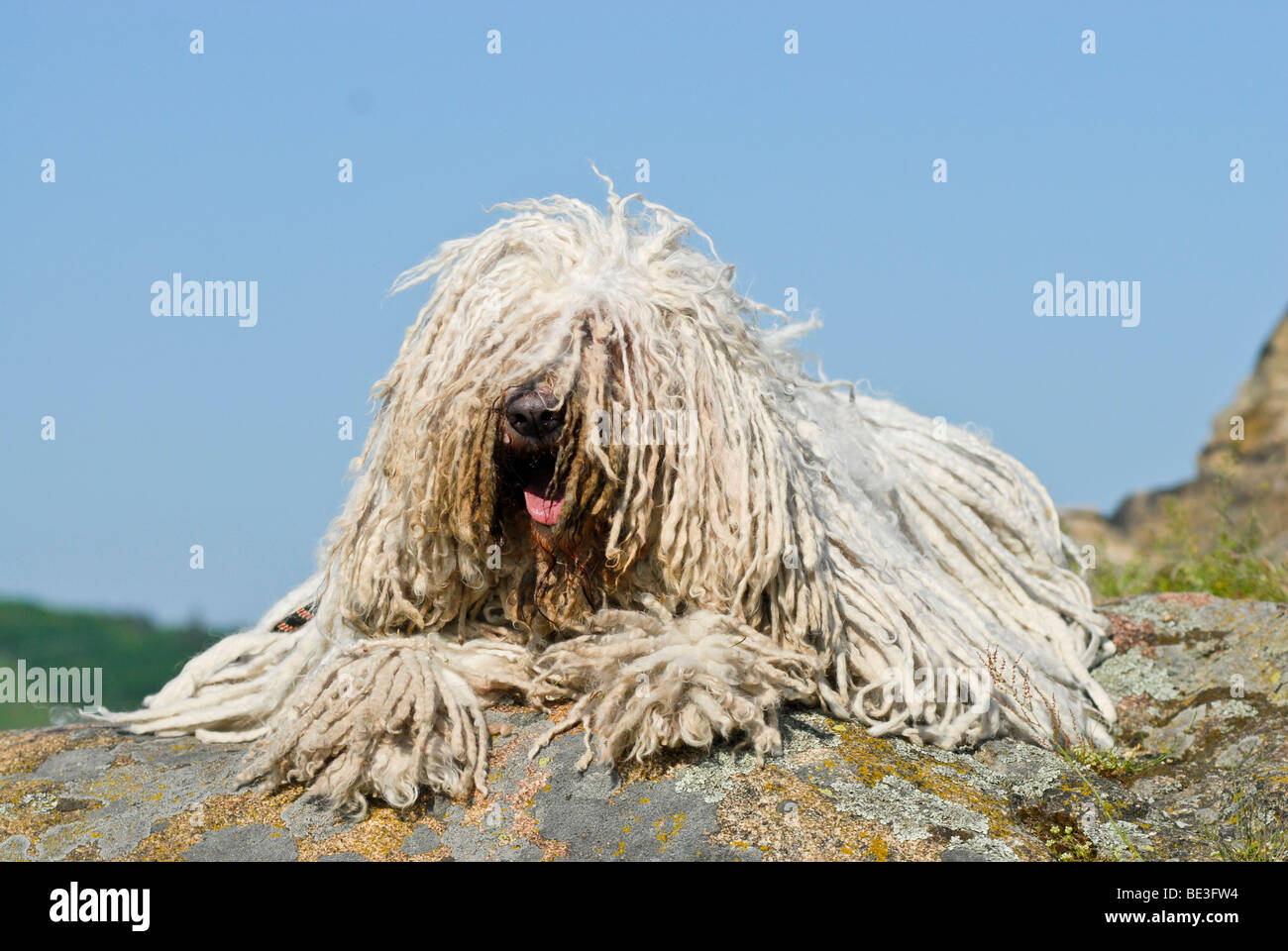 Komondor, Hungarian shepherd dog, lying on rocks Stock Photo