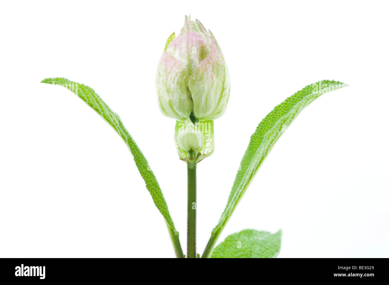 Sage with a false blossom, used for the creation of new leaves Stock Photo