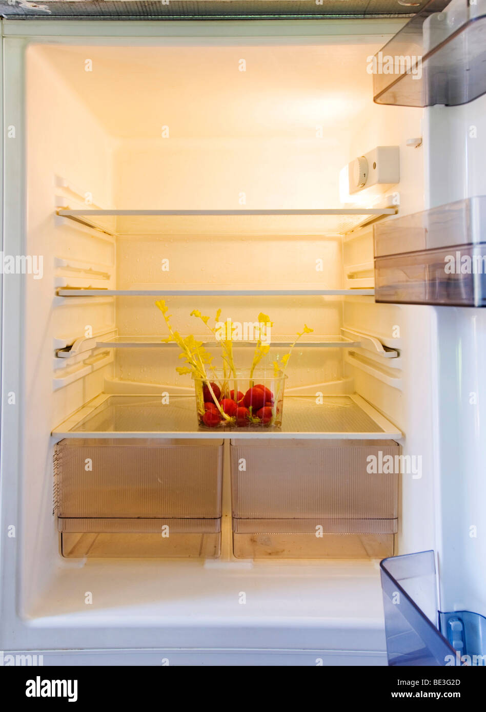 Empty fridge with radishes in a plastic box, yellow germ buds already sprouting Stock Photo
