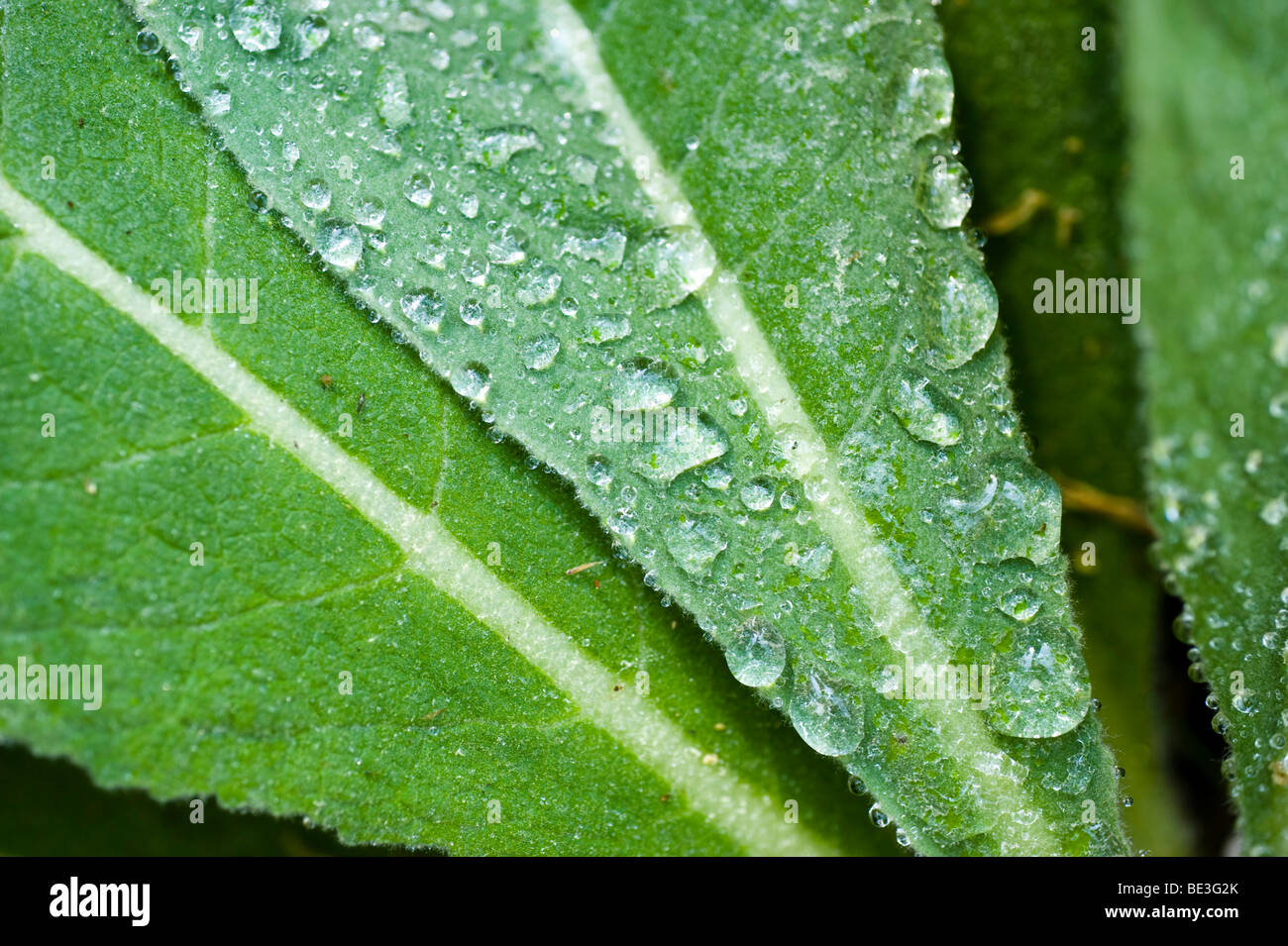 Mullein (Verbascum), leaf covered with water drops Stock Photo