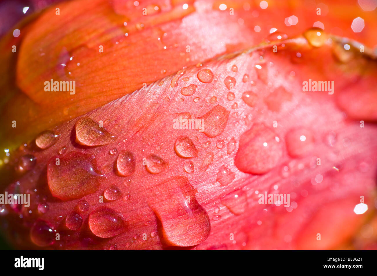 Detail of a tulip blossom, covered with water drops Stock Photo