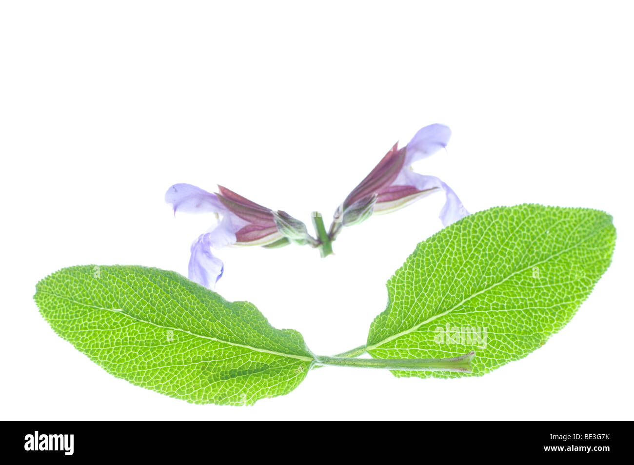 Sage leaves and blossoms Stock Photo