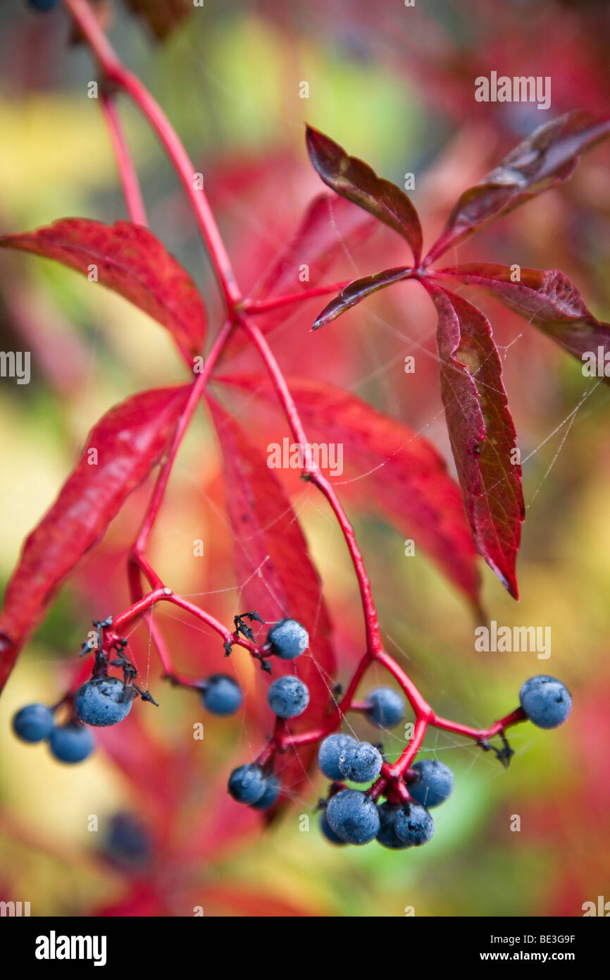 Fall coloured blue berries & red leaves of a Virginia creeper in a