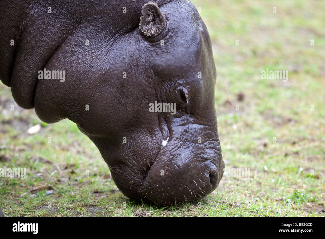 Pigmy hippopotamus, Dvärgflodhäst, (Choeropsis liberiensis) Stock Photo