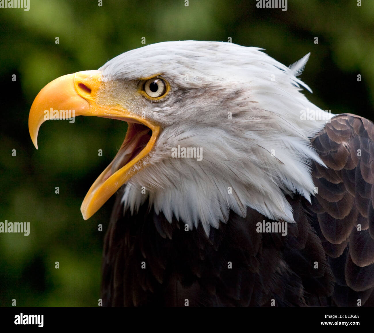 Alaskan Bald Eagle (haliaeetus leucocephalus) Stock Photo