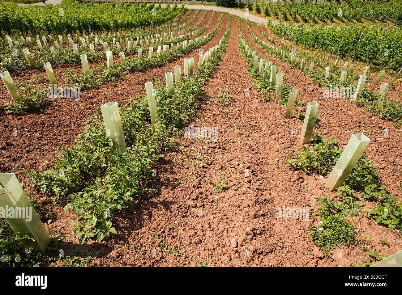 Plastic vine shelter hires stock photography and images Alamy
