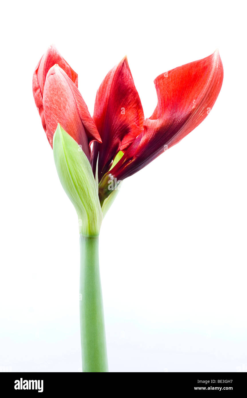 Knight's Star (Hippeastrum) Stock Photo