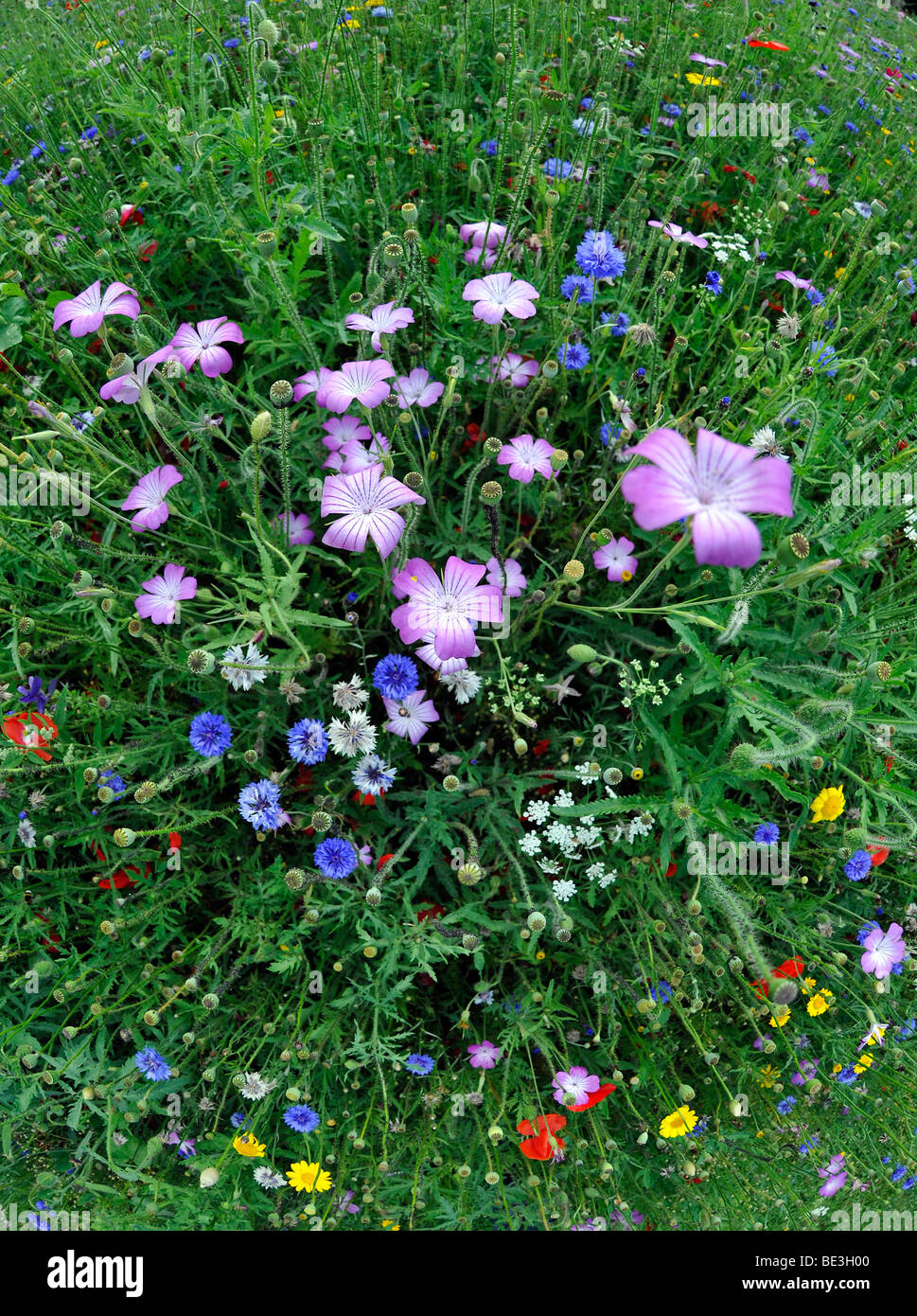 Summer meadow, Cornflowers (Centaurea cyanus), Yarrow (Achillea), Mallow (Malva), yellow Marguerites (Leucanthemum) Stock Photo