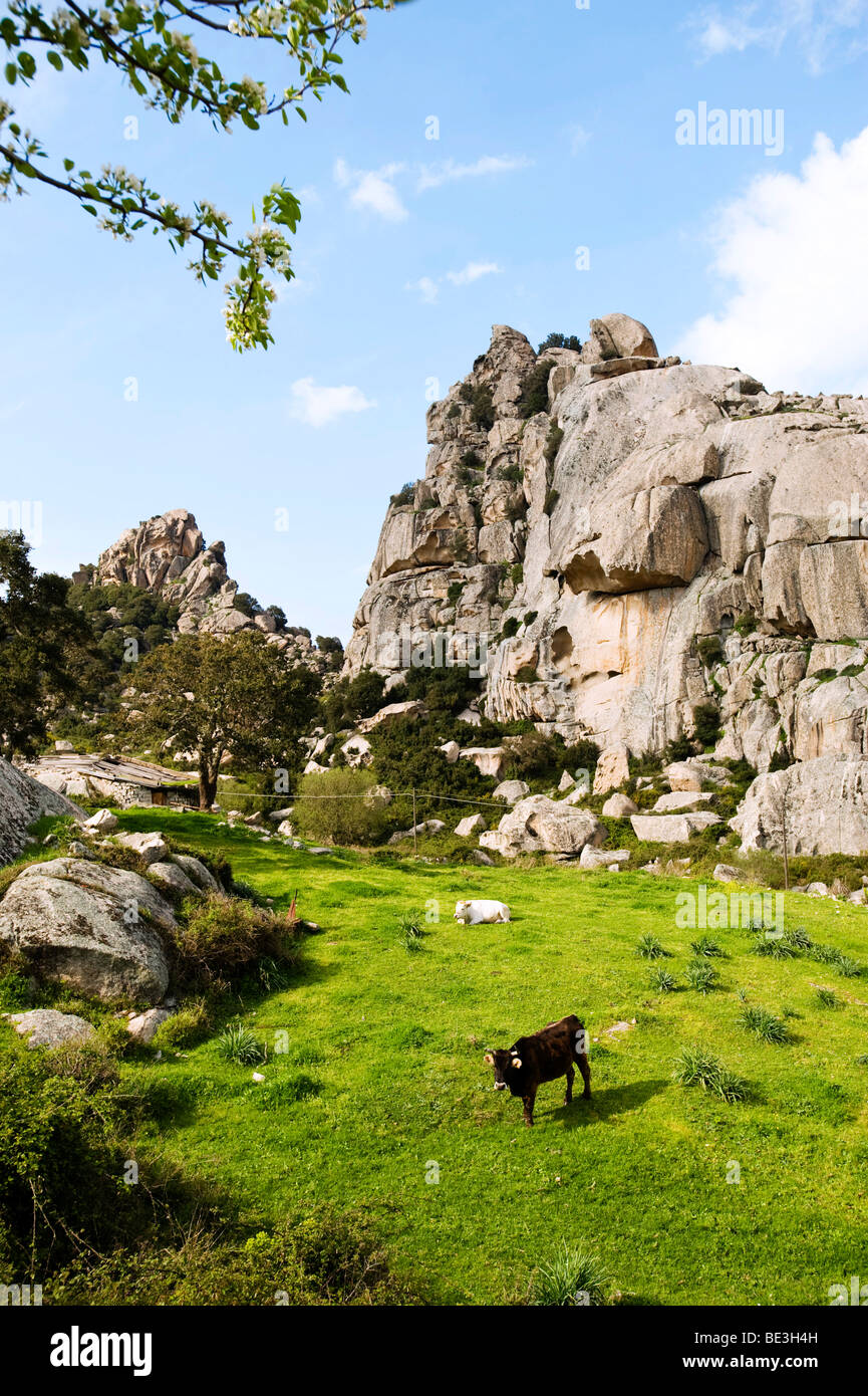 Cow in front of rocks, landscape near Aggius, Sardinia, Italy, Europe Stock Photo