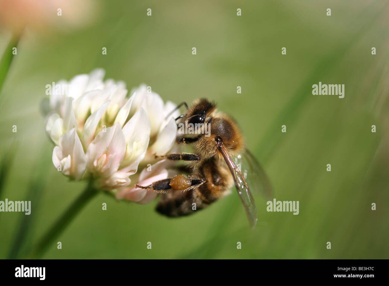 Bee (Apiformes) on White Clover (Trifolium repens Stock Photo - Alamy