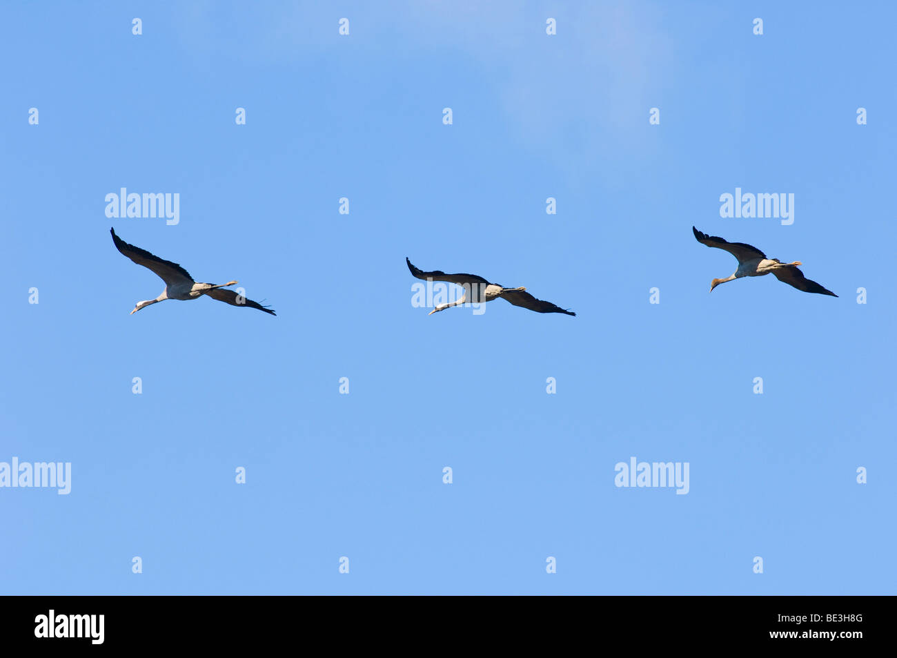 Crane (Grus grus), formation flying Stock Photo