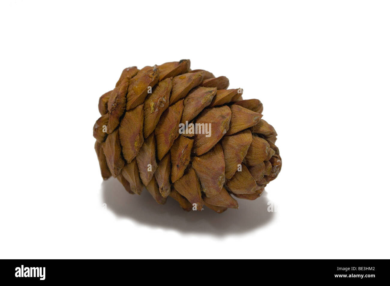 Fir strobiles isolated over white. Cut out Stock Photo