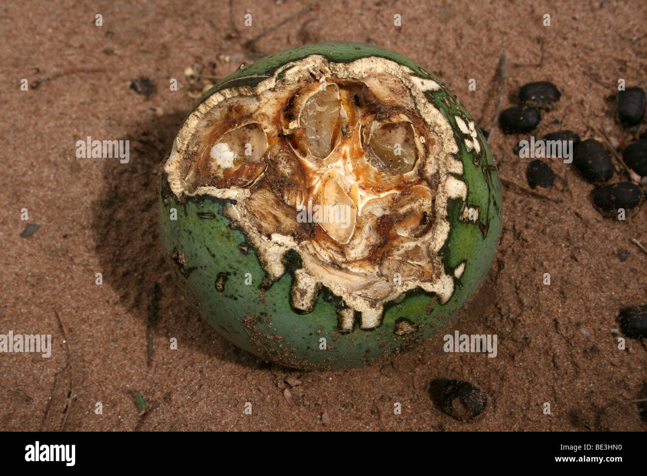 Monkey Orange Fruit Africa High Resolution Stock Photography and Images