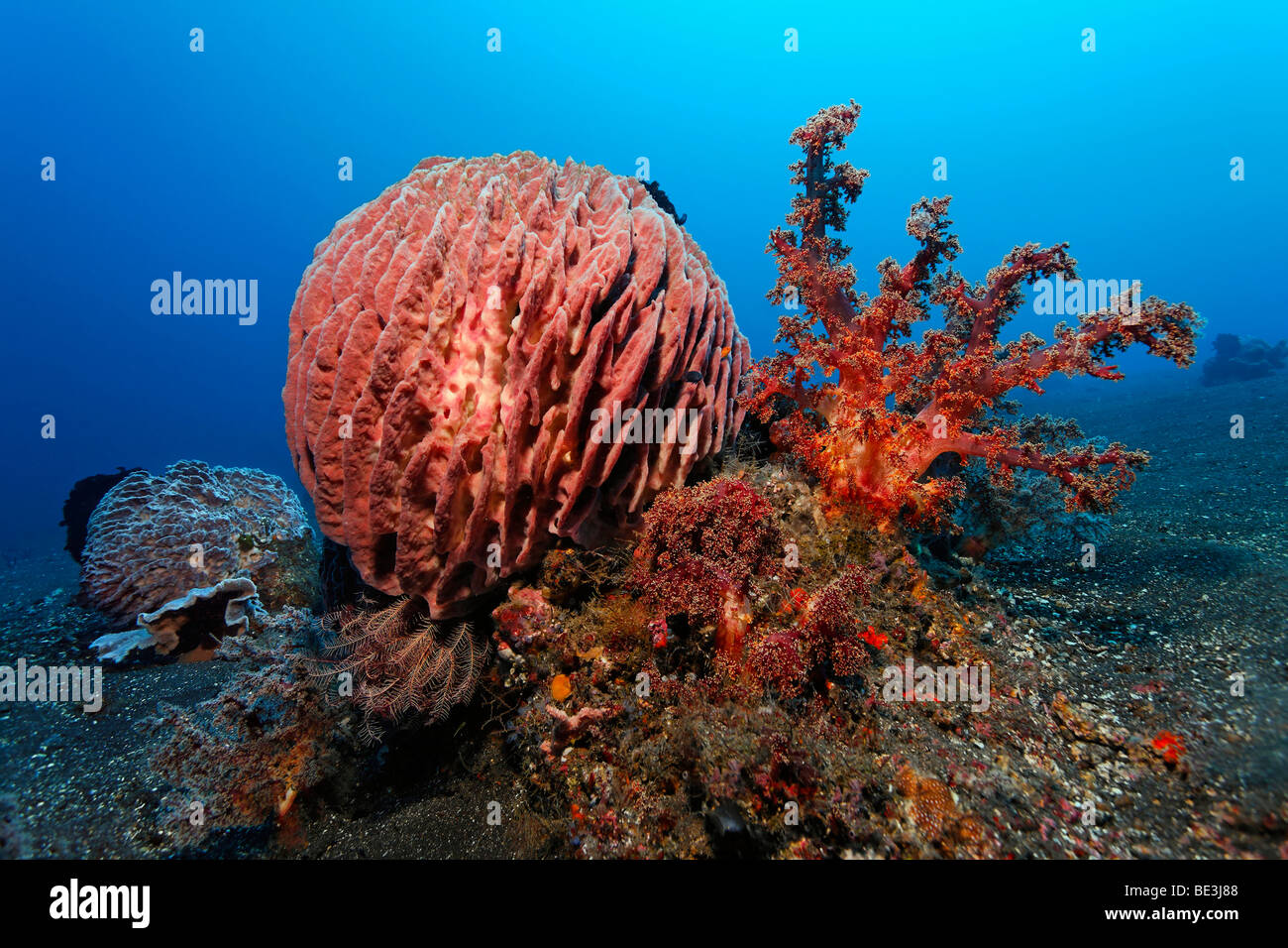 Patch reef with Giant barrel sponge (Xestospongia testudinaria), soft coral (Nephtheidae sp.) und feather stars (Cinoidea), Kud Stock Photo
