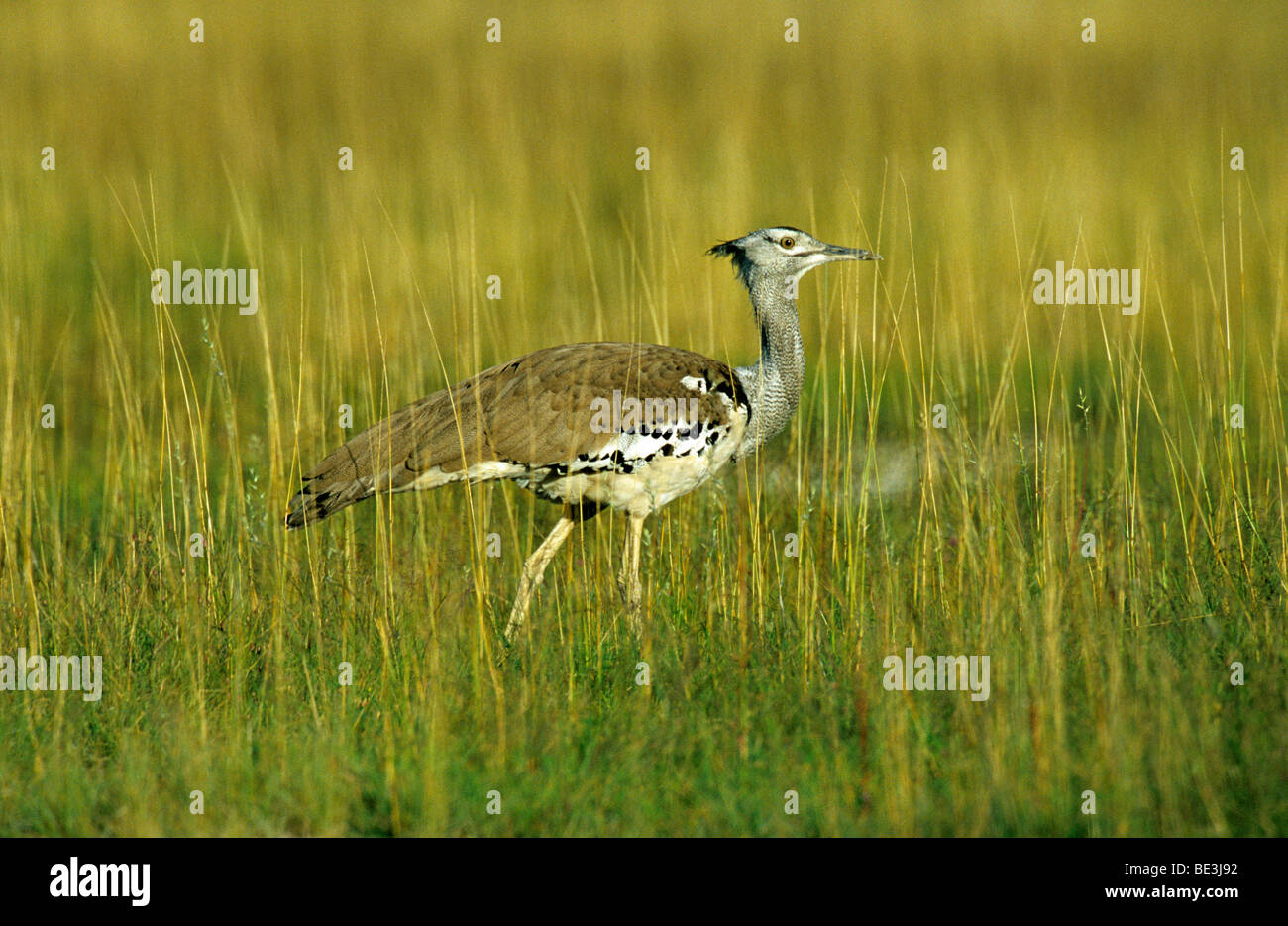 Kori bustard ardeotis riesentrappe hi res stock photography and images