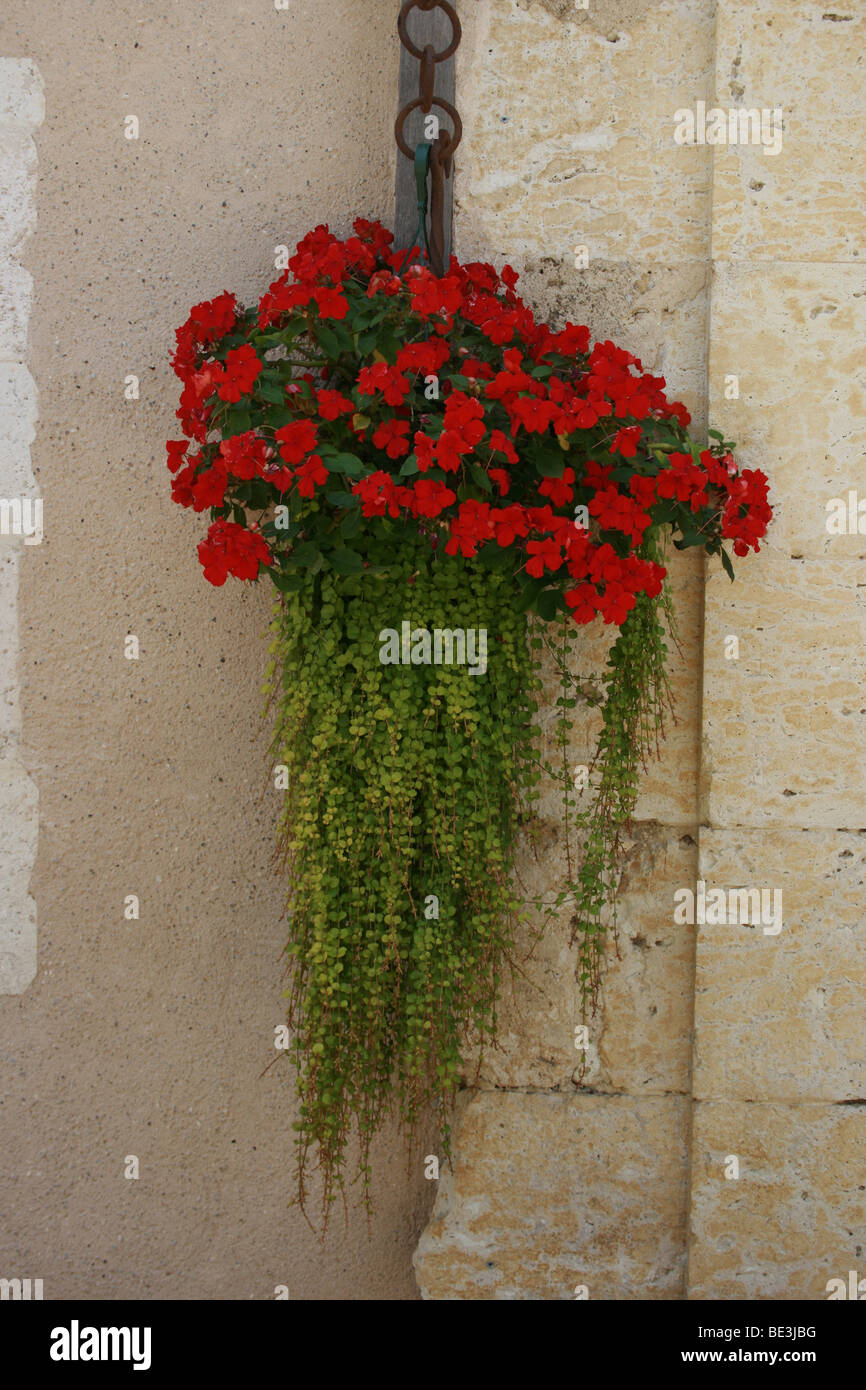 Red flowers hanging on a wall in the village of Blaziert, France Stock Photo
