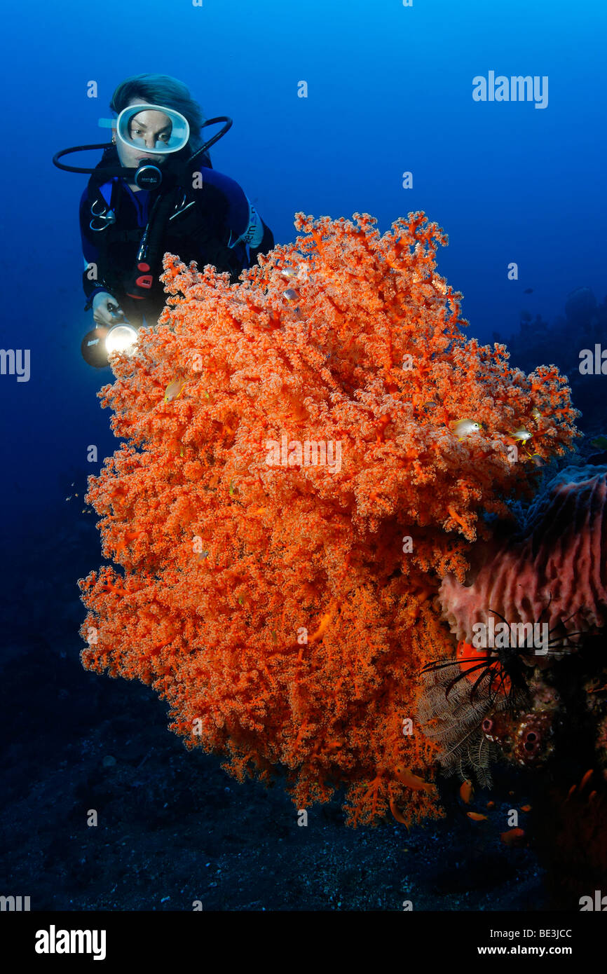 Diver looking at Pink soft coral (Siphonogorgia godeffroyi), Kuda, Bali, Indonesia, Pacific Ocean Stock Photo