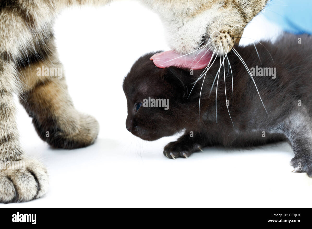 Black kitten, being licked off by her mother, 2 weeks old Stock Photo