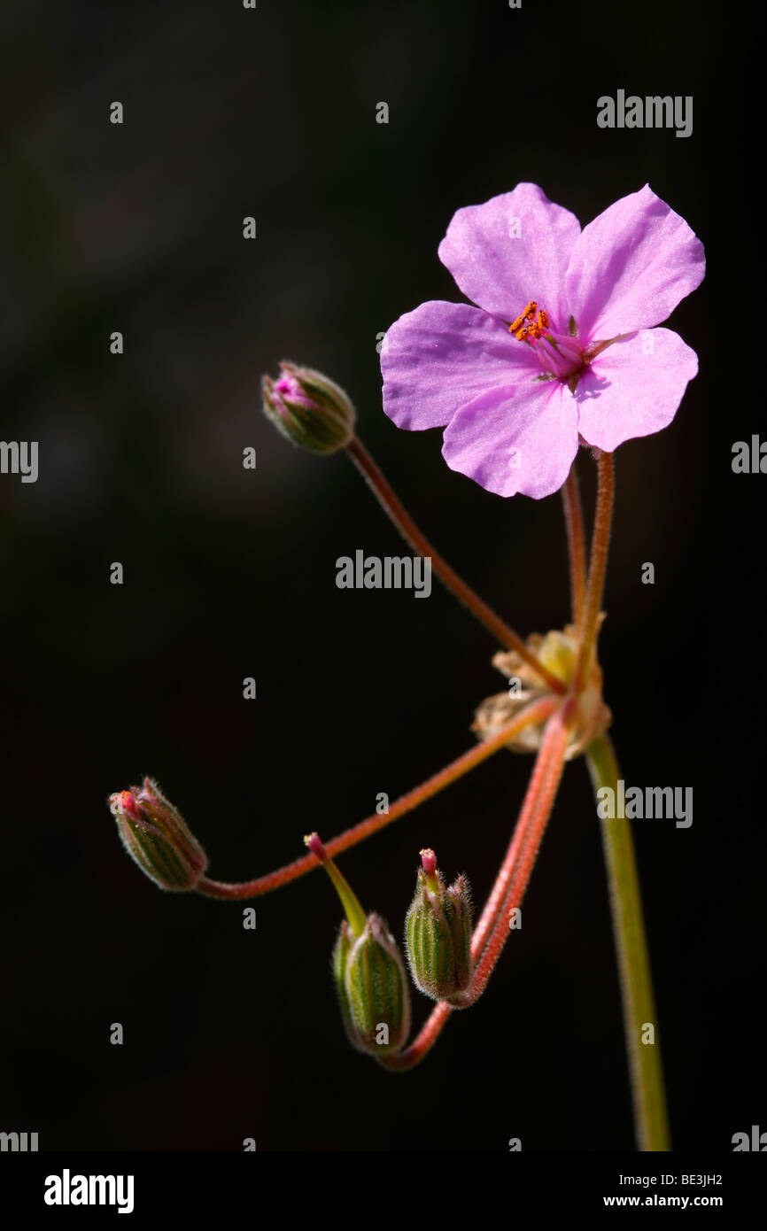 Erodium flower Stock Photo