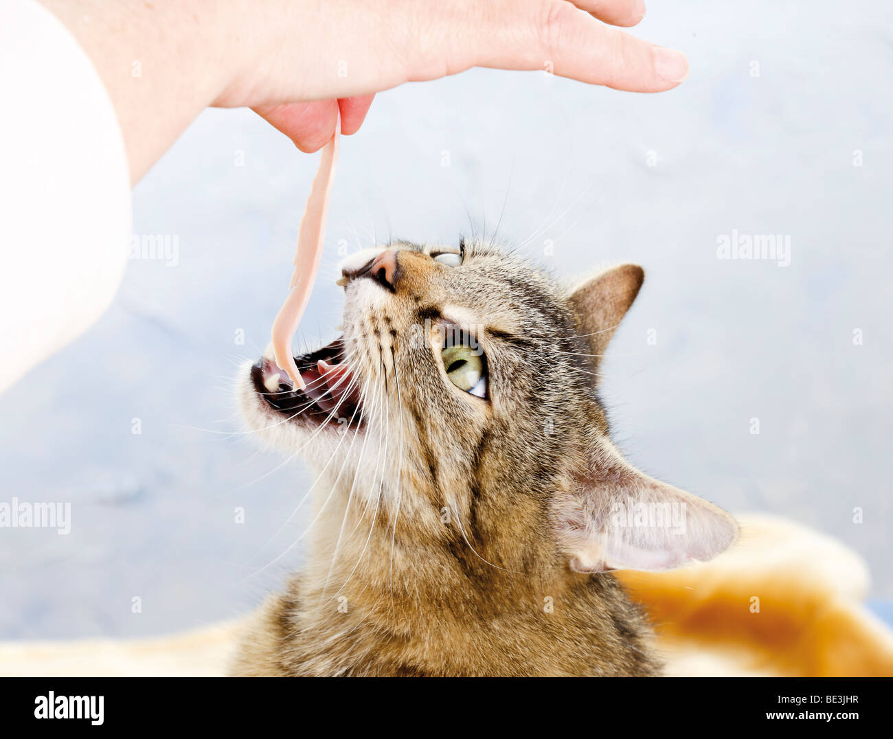 Hand feeding cat Stock Photo