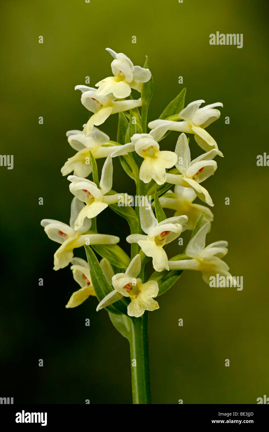 Orchid, Dactylorhiza insularis. Albacete, Spain Stock Photo