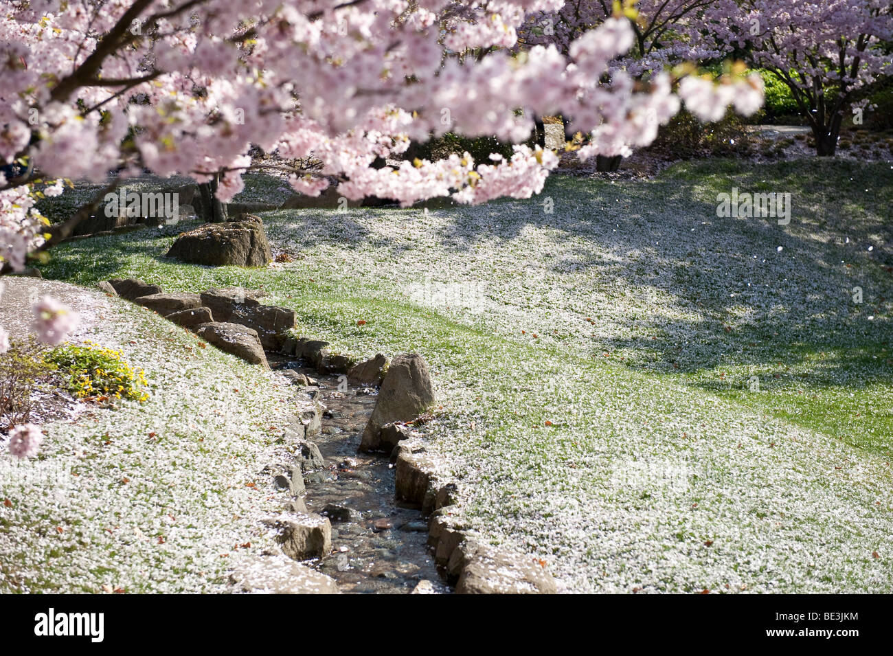 Cherry blossom in the Japanese garden, Gaerten der Welt gardens of the