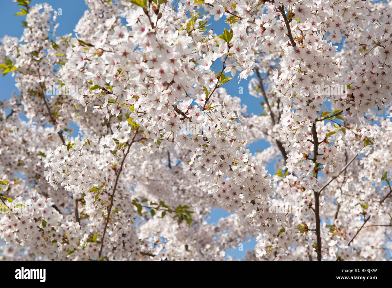 Cherry blossom, Gaerten der Welt gardens of the world in the recreational park Marzahn, Berlin, Germany, Europe Stock Photo
