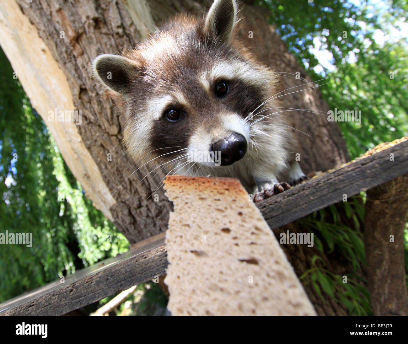 Raccoon (Procyon lotor) getting bread Stock Photo