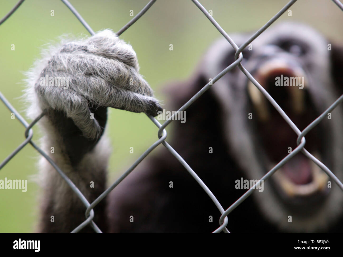White handed Gibbon (Hylobates lar) in captivity screaming and clinging with its hand to the fence Stock Photo