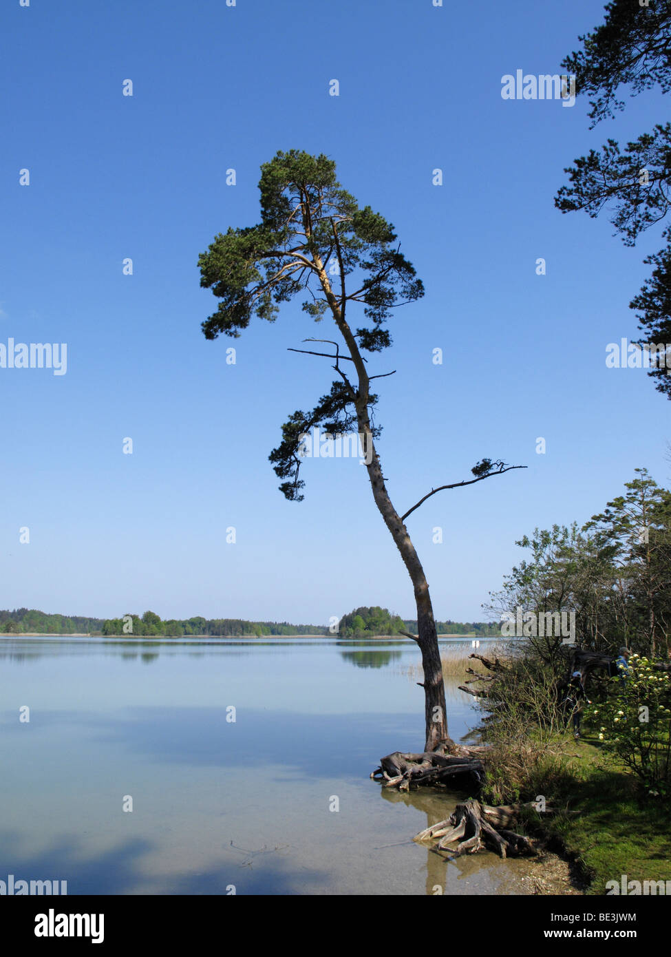 Scots pine on the lakeshore, Grosser Ostersee lake, Osterseen lakes, Iffeldorf, Upper Bavaria, Bavaria, Germany, Europe Stock Photo