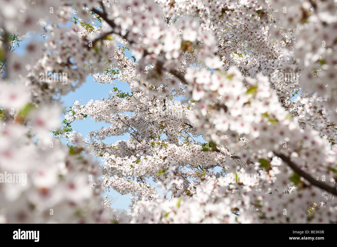 Cherry blossom, Gaerten der Welt gardens of the world in the recreational park Marzahn, Berlin, Germany, Europe Stock Photo