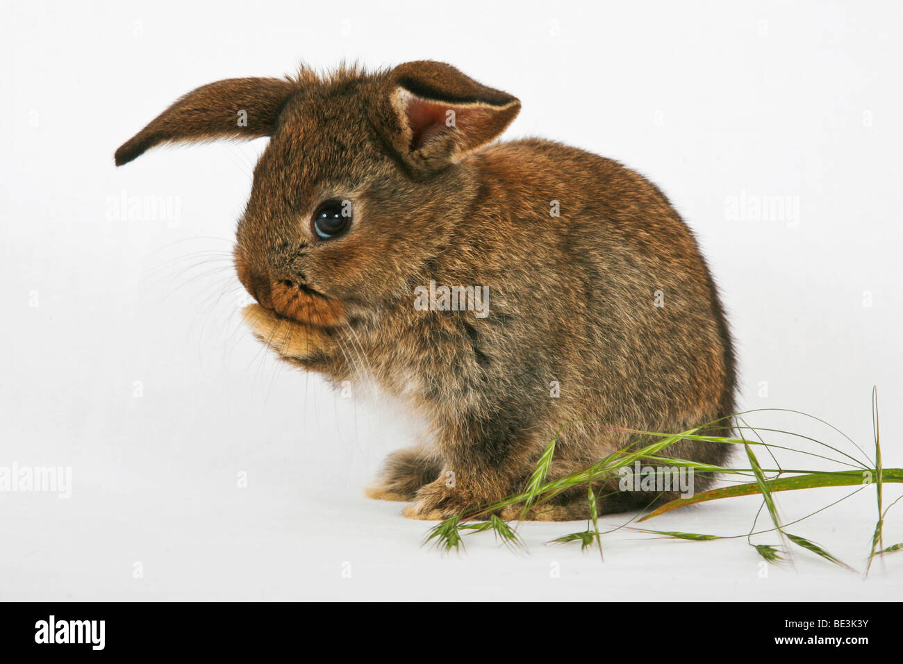 Young pet rabbit cleaning itself Stock Photo