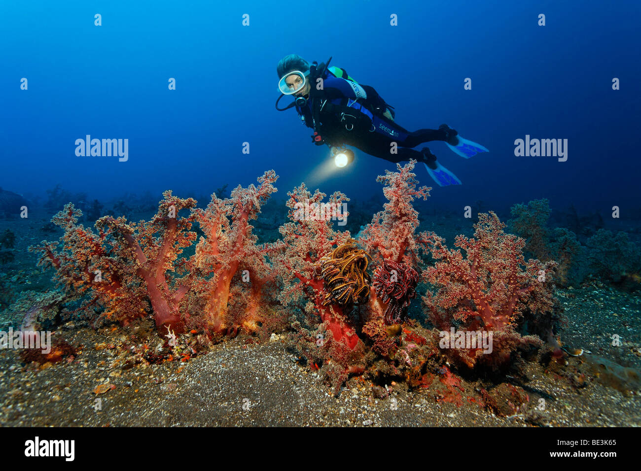 Diver looking at a row of magnificent soft corals, Kuda, Bali, Indonesia, Pacific Ocean Stock Photo
