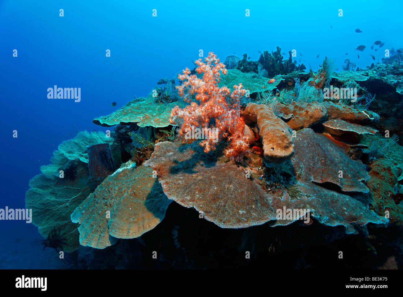 Coral reef with different kind of corals, Kuda, Bali, Indonesia, Pacific Ocean Stock Photo