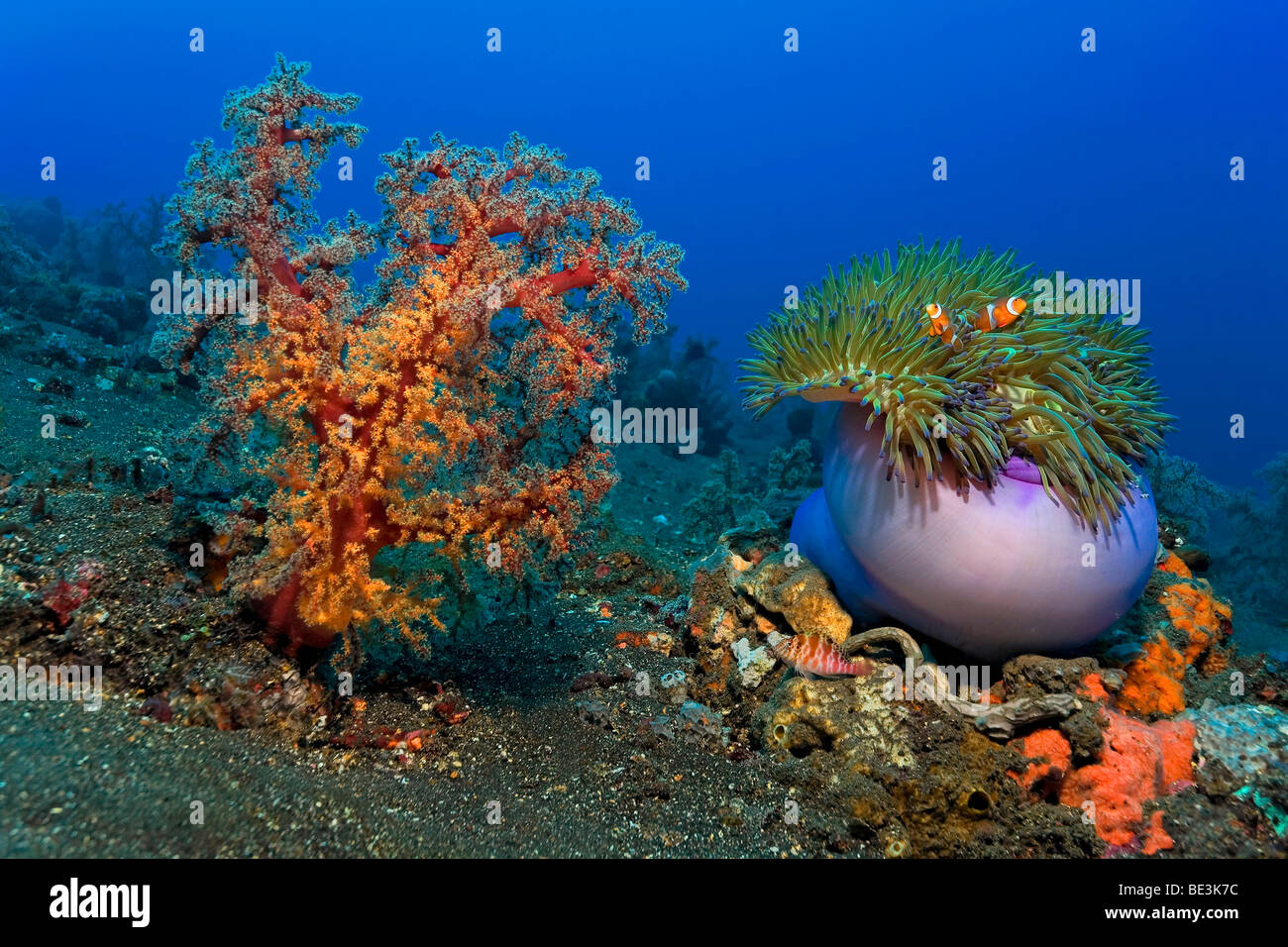 Underwater scenery with large soft coral, Magnificent sea anemone (Heteractis magnifica) and a couple of Western anamonefish (A Stock Photo