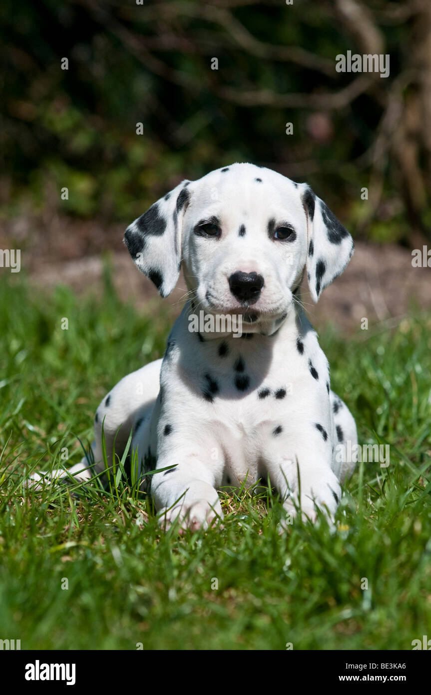 Young Dalmatian lying on a meadow, looking towards camera Stock Photo