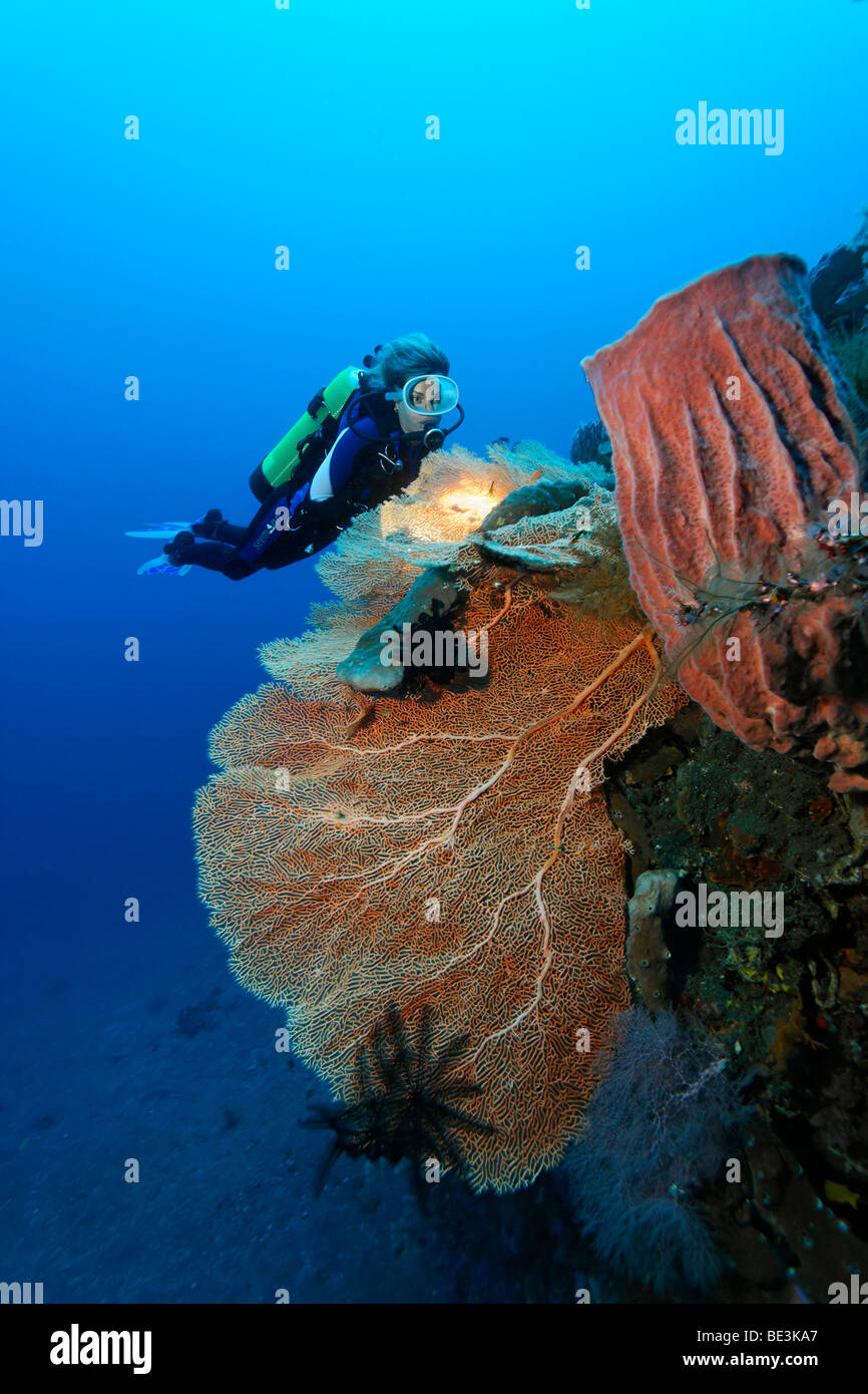 Diver looking at at reef formation with sea fan (Anella mollis) and sponge, coral, Kuda, Bali, Indonesia, Pacific Ocean Stock Photo