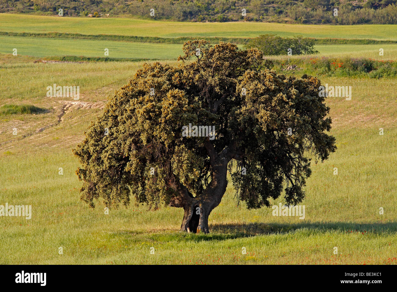 Holm oak quercus ilex hi-res stock photography and images - Alamy