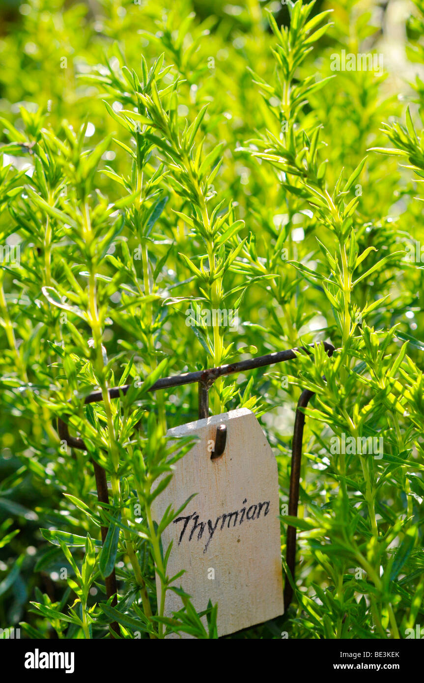 Thyme (Thymus) Stock Photo