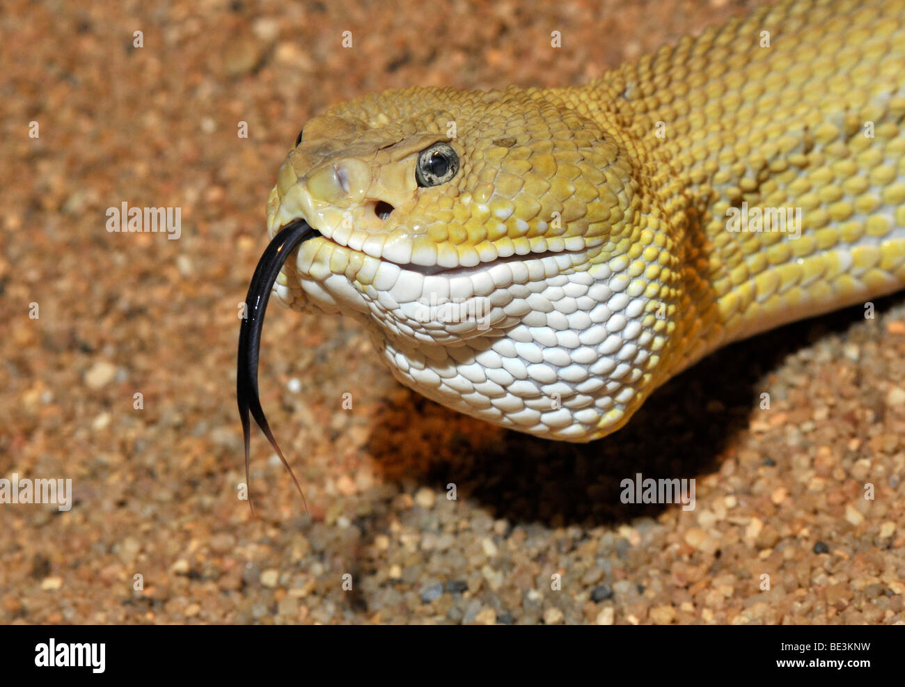 Mexican West Coast Rattlesnake (Crotalus basiliscus), darting its tongue in and out, West Mexico Stock Photo