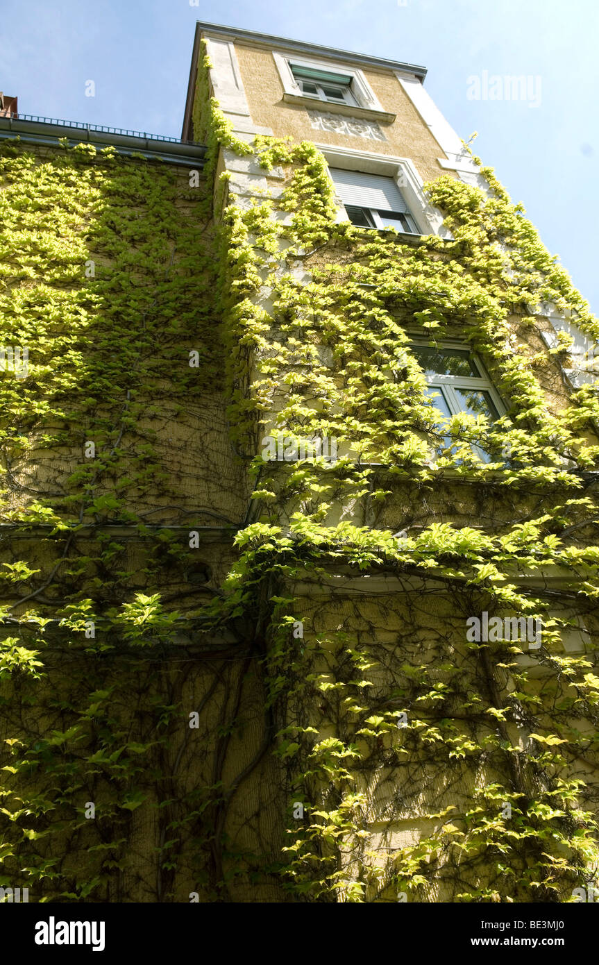 Virginia creeper on house wall Stock Photo Alamy