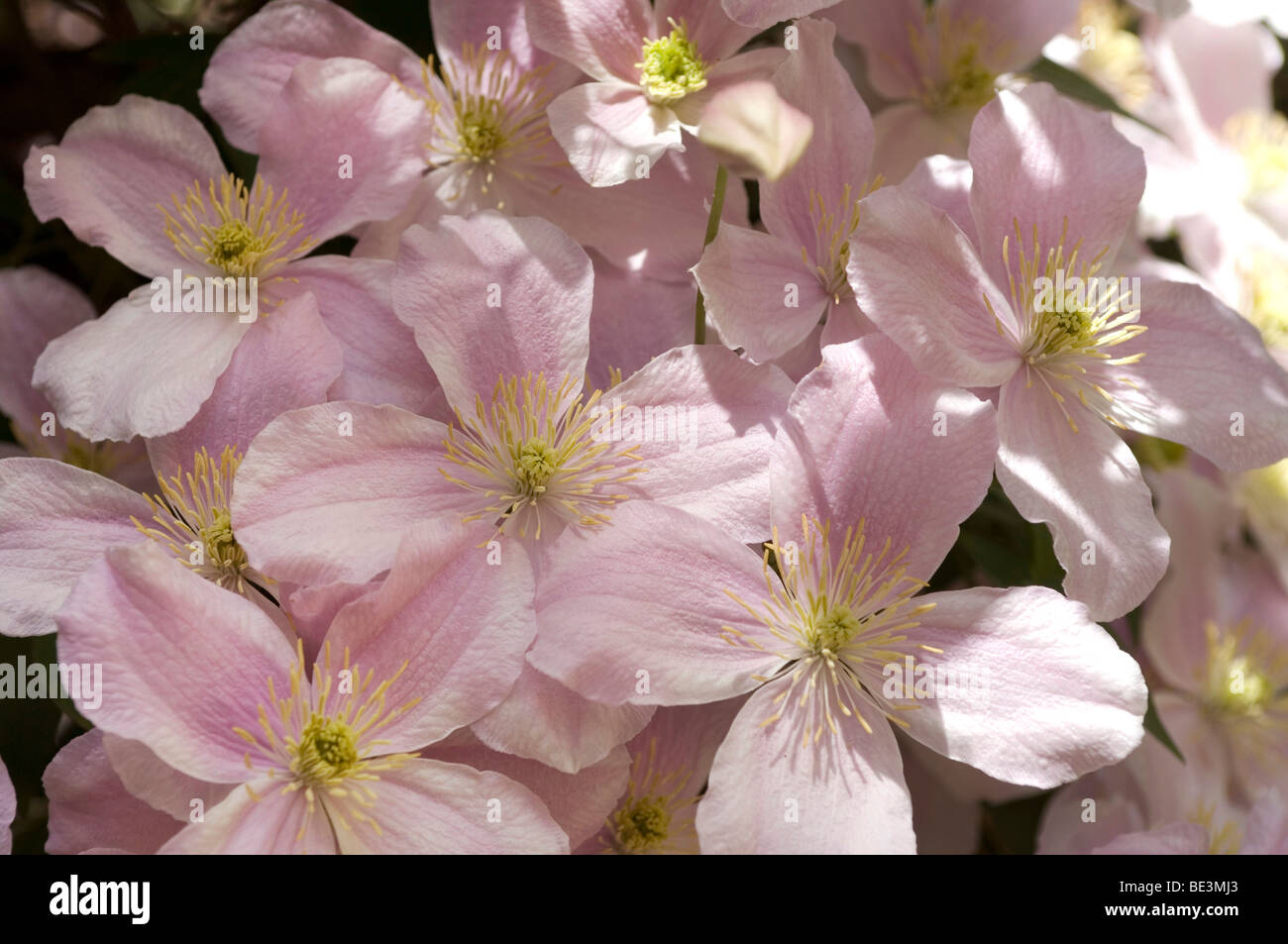 Pink Anemone Clematis (Clematis montana Rubens) Stock Photo