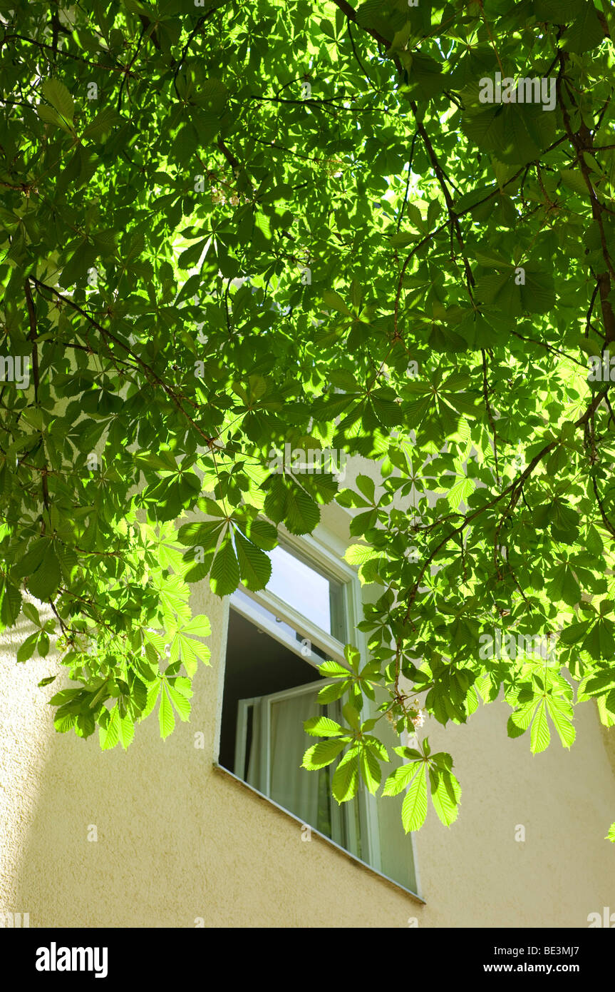 Chestnut tree giving shade in front of an open window Stock Photo