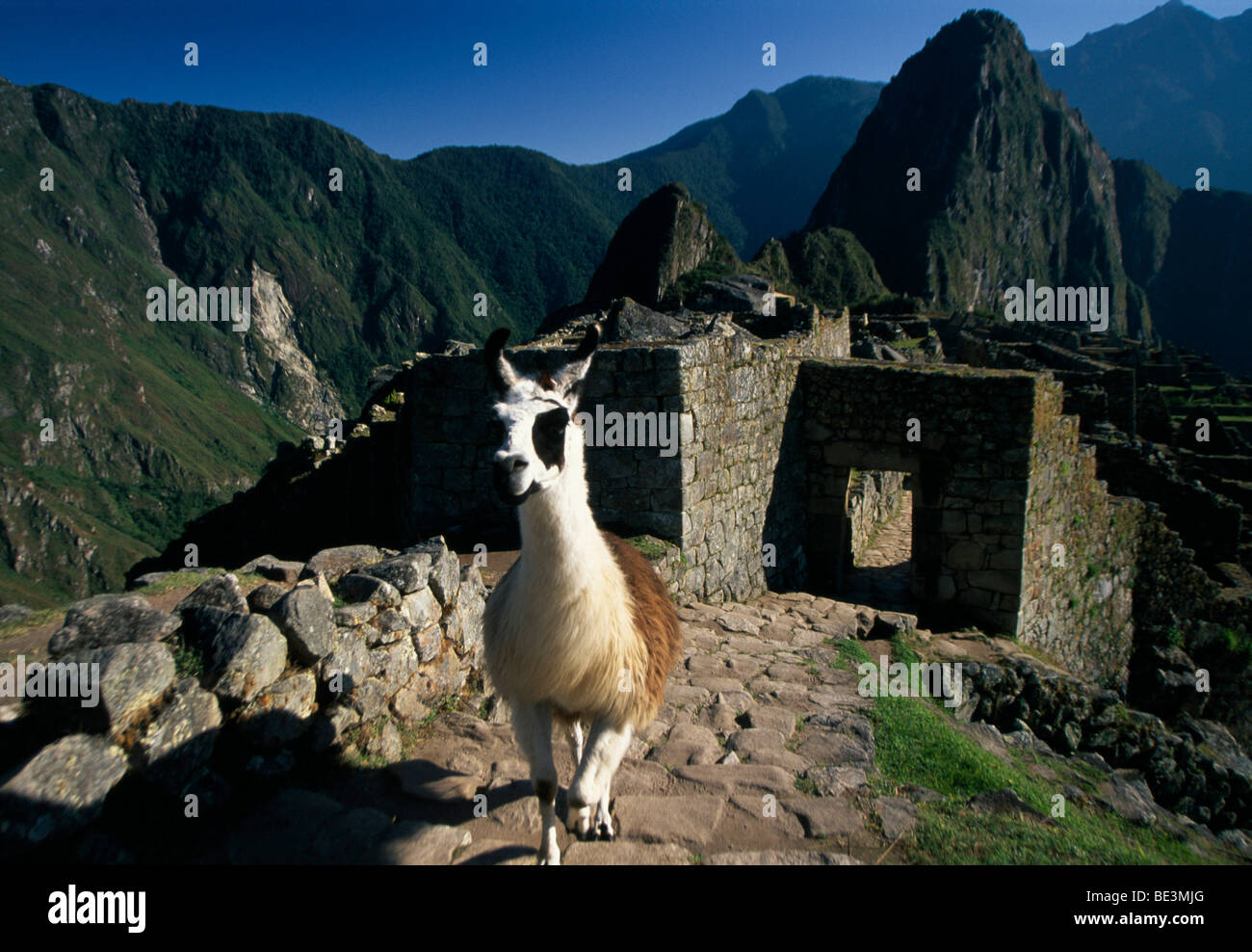 Llama in Machu Picchu, Cuzco, Peru, South America Stock Photo