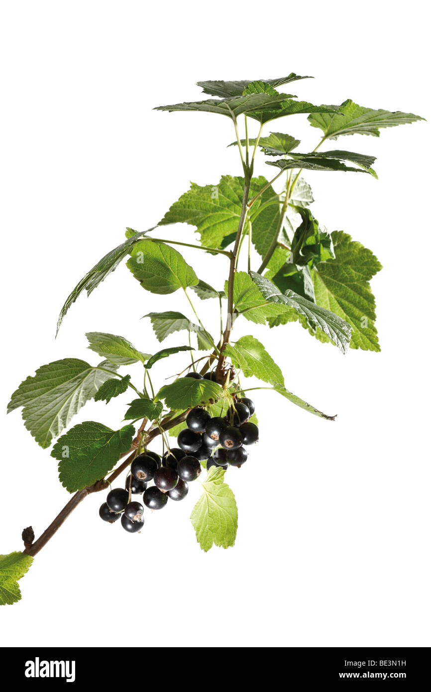 Black Currants on a branch Stock Photo