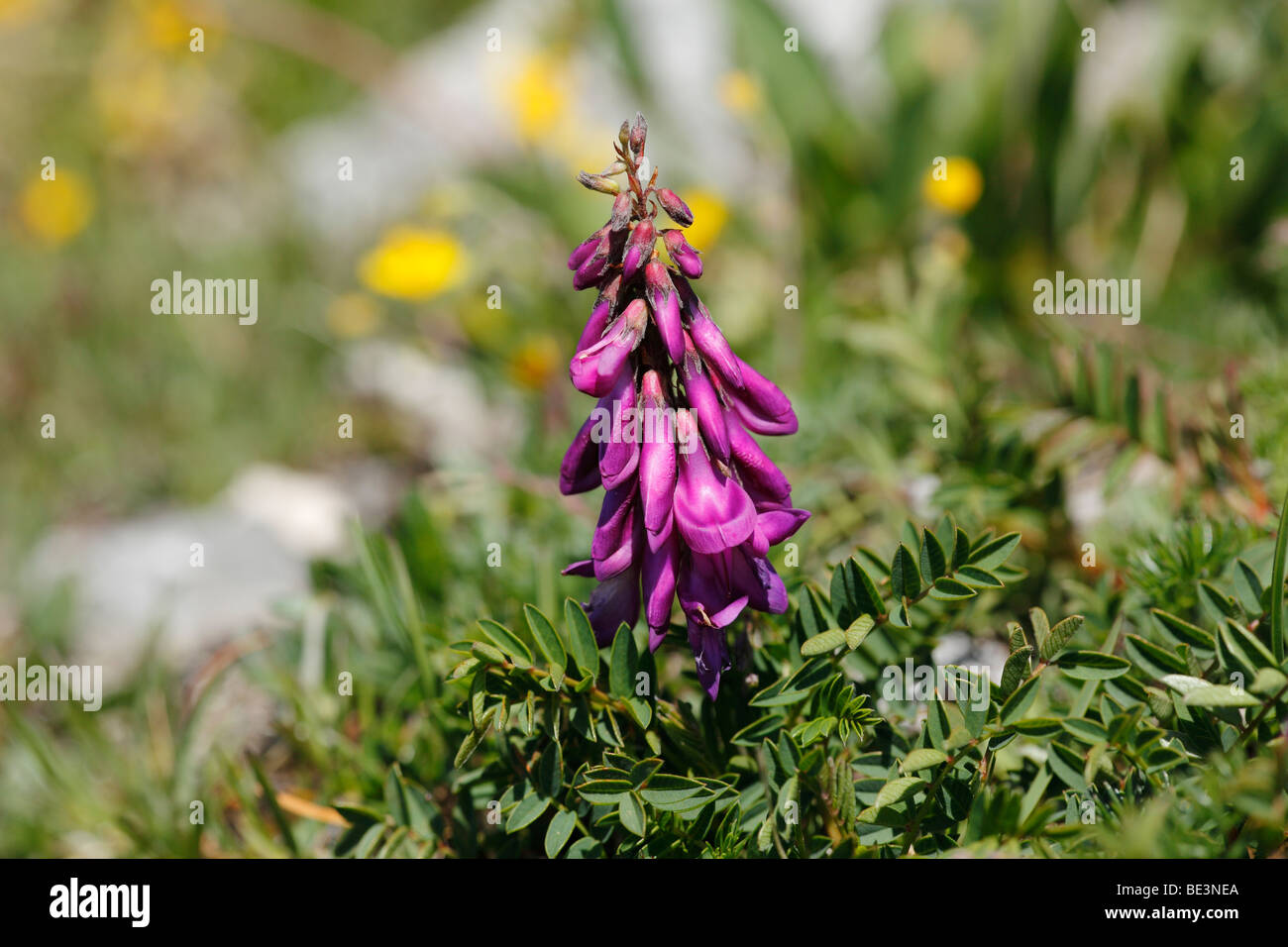 Indian Potato (Hedysarum hedysaroides) Stock Photo