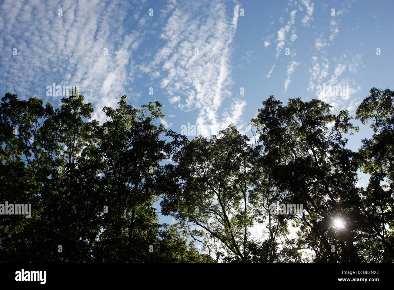oak trees, altocumulus clouds, Sag Harbor, New York Stock Photo
